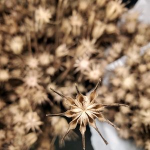 Dry Flower